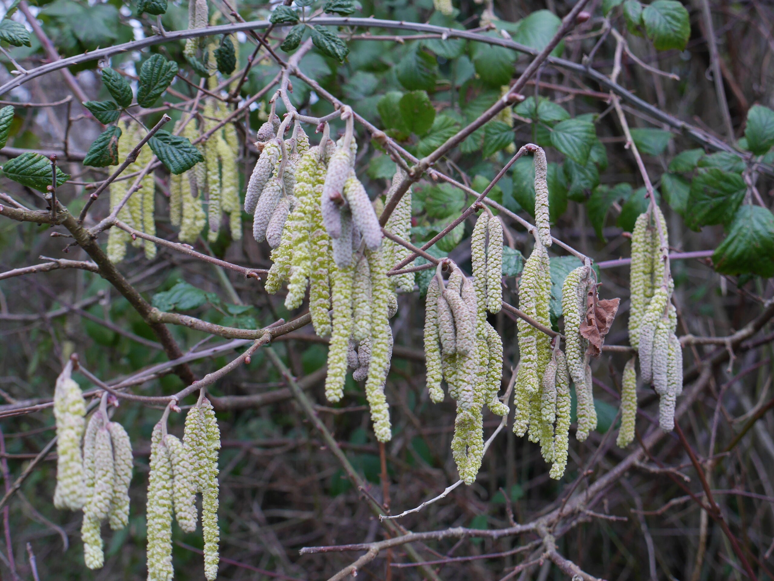 Catkins