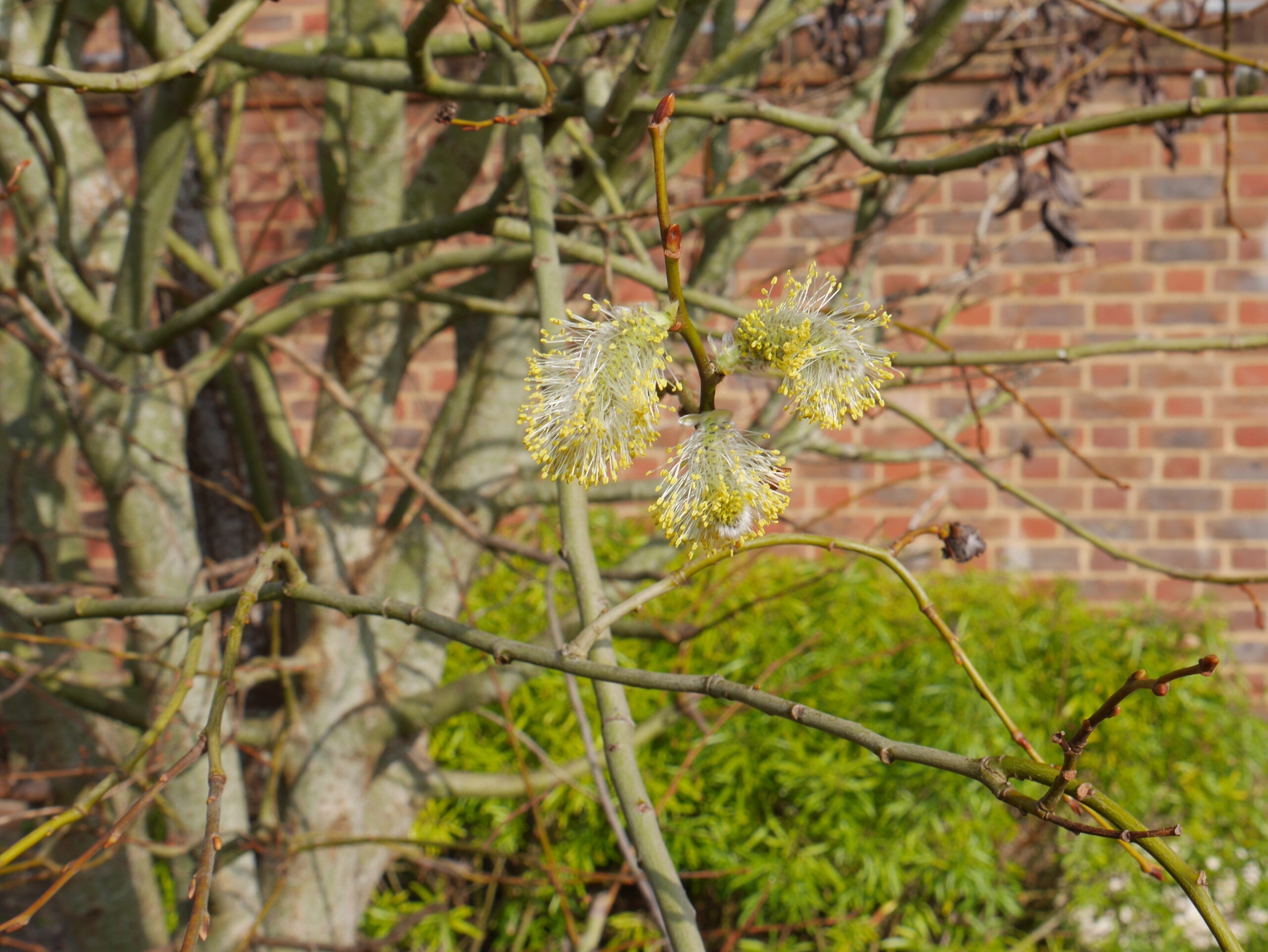 Catkins