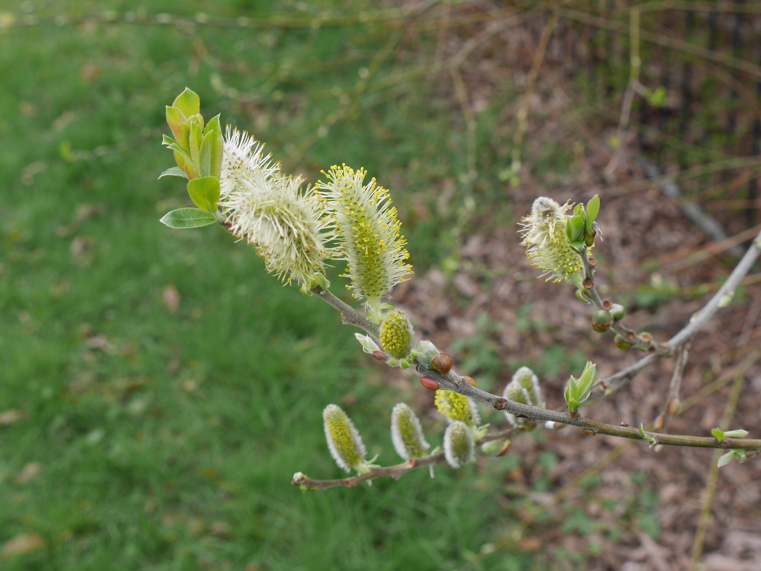 Catkins