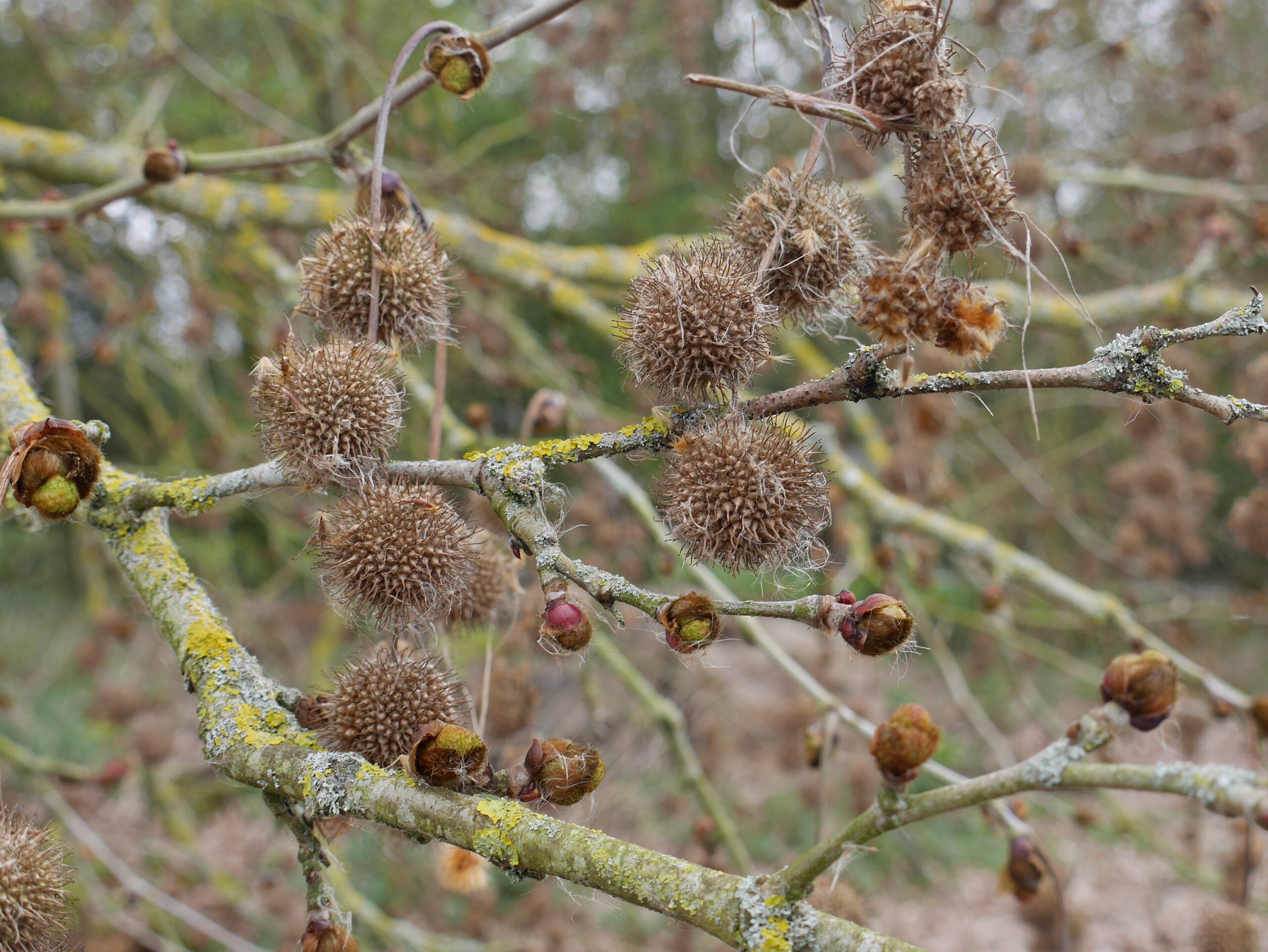 Catkins
